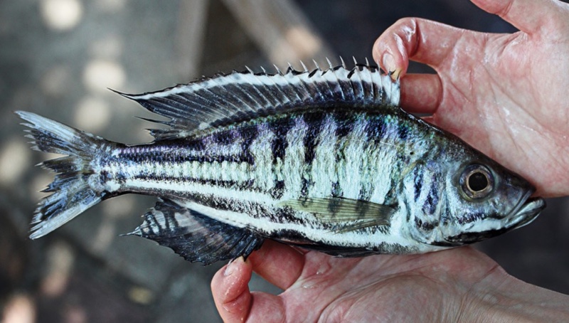 Hemibates koningsi 'Isanga'